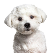 Breed description of a Maltese dog, small white dog with slightly curly coat