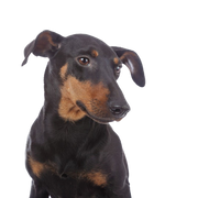 Temperament of a Manchester Terrier, small dog with a lot of temperament, breed description Manchester Terrier, Mini Doberman, tilt ears in dogs