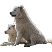 Maremma Abruzzo shepherd dogs together in the meadow