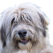 romanian dog breed, dog from romania, shepherd dog, longhaired big dog, big dog breed