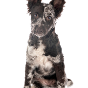 Mudi dog, breed description of the Merle dog