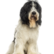 Nederlandse Schapendoes Temperament, breed description of the Dutch herding dog