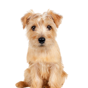 small brown dog with medium length coat, small red dog, Norfolk Terrier