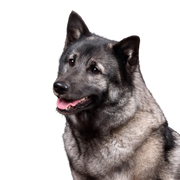 Norwegian Elkhound grey, grey dog, dog breed from Norway, spitz dog grey, Scandinavian dog breed, medium sized dog with very long coat, dense fur and curled tail, dog with prick ears, running dog and working dog, stubborn dog breed