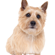 Breed description of Norwich Terrier which looks very similar to Norfolk Terrier, dog with prick ears, temperament Norwich Terrier dog, dog breed small and brown, small brown dog, dog breed from Great Britain