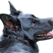 Old German shepherd temperament and appearance, description character of the long-haired shepherd black