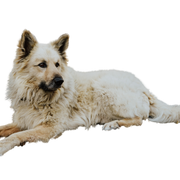 Perro Pastor Garafiano breed description and character description of the blond dog from La Palma, Canary Islands dog, dog from Spain, dog that resembles Border Collie, blond dog breed, red dog breed, dog with standing ears, dog that looks like German Shepherd, German Shepherd similar breed