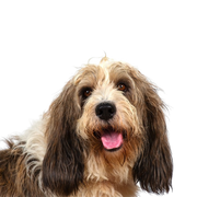 Basset Griffon Vendeen, Petit Basset Griffon Vendeen, medium sized dog breed with floppy ears, tricoloured dog breed from France, French dog for hunting, hunting dog, rough haired dog, dog with rough coat
