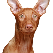 Kelb tal Fenek, Pharaoh Dog Breed Description