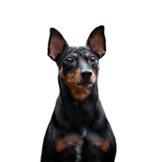 Breed description of Pinscher, Austrian Pinscher, German Pinscher, small German dog breed, dog similar to Doberman, black and brown dog breed with prick ears and short coat, calf biting dog