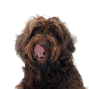 Poodle pointer, large brown dog with medium length coat, slightly wavy to curly coat