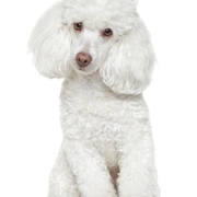 Poodle breed description 1234