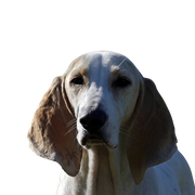 Porcelaine dog from France, red and white dog, slender breed, French dog, big hunting dog, dog with very long floppy ears, Chien de Franche-Comté, white dog breed big, breed description