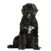 Portuguese Water Dog breed description, black and white dog with curls