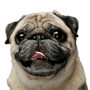 Pug dog breed description