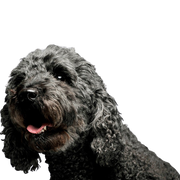 Pumi dog from Hungary, breed description