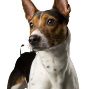 American Rat Terrier, Terrier from America, brown white dog breed, small dog with standing ears, portrait of a small dog, companion dog, family dog