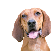 Redbone Coonhound breed description, dog with floppy ears, brown red dog breed from America, not recognized dog breed with big ears, big hunting dog, dog similar to Magyar Vizsla, dog similar to Foxhound, red breed