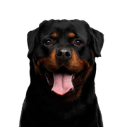 Dog,Mammal,Vertebrate,Canidae,Dog breed,Rottweiler,Carnivore,Snout,Molosser,Working dog,