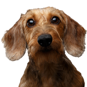 Dog,Mammal,Vertebrate,Dog breed,Canidae,Carnivore,Companion dog,Styrian coarse-haired hound,Snout,Sporting Group,