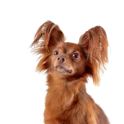 Russkiy Toy red brown, small dog breed from Russia, Russian dog breed, Terrier, Russian Toy Terrier, hanging ears with long fur, dog similar to Chihuahua