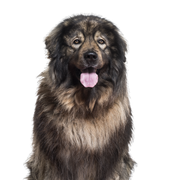 Sarplaninian shepherd dog head