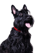Scottish Terrier black, small dog with black coat, dog with long coat, black dog breed, prick ears, dog with moustache, city dog, dog breed for beginners