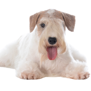 Sealyham Terrier breed description, city dog, small beginner dog white with wavy coat, triangle ears, dog with lots of hair on muzzle, family dog, dog breed from Wales, dog breed from England, British dog breed