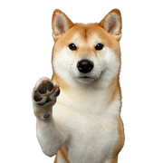 Dog,Mammal,Vertebrate,Canidae,Shiba inu,Dog breed,Carnivore,Akita inu,Canaan dog,Akita,