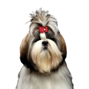 Dog,Mammal,Vertebrate,Canidae,Dog breed,Shih tzu,Chinese imperial dog,Löwchen,Companion dog,Carnivore,