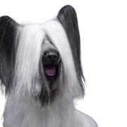 Skye Terrier breed description, black dog breed, cream dog breed, dog similar to Elo in small, small dog, one man dog, dog for beginners, family dog, Scottish dog breed, breed from Scotland with funny ears, dog with bat ears and fur on ears