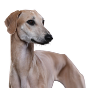 Sloughi, Arabian Greyhound, Skinny Big Dog, Blonde Dog, Big Dog Breed