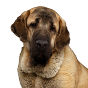 Dog,Mammal,Vertebrate,Dog breed,Canidae,Carnivore,English mastiff,Giant dog breed,American mastiff,Snout,