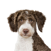 Breed description Spanish Water Dog