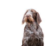 Spinone Italiano young dog, Italian rough haired pointing dog, dog with rough coat, wire haired coat, medium length coat, brown grey dog from Italian, Italian dog breed, dog similar to German Wirehaired, Italian Pointer