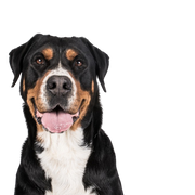 Large Swiss Mountain Dog, farm dog, family dog, large dog breed with triangular ears, dog with three colors, dog similar to Doberman but not a list dog, largest dog in the world, heavy dog breed, dog breed over 50 kg, mountain dog, dog breed from Switzerland