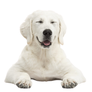 Tatra breed description, white large dog with short coat similar to Labrador