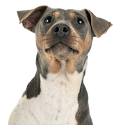 Terrier Brasileiro breed description