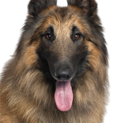 Tervueren Belgian Shepherd Dog with long hair Breed description