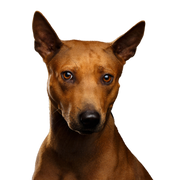 Dog,Mammal,Vertebrate,Dog breed,Canidae,Carnivore,Pharaoh hound,Podenco canario,German pinscher,Snout,