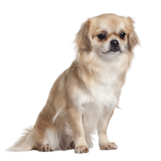 Tibetan Spaniel breed description and temperament