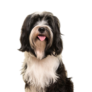 Tibetan Terrier breed description