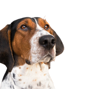 Treeing Walker Coonhound head, tricolored dog breed from America, American hunting dog for hunting raccoons and opposums, dog with long floppy ears, spotted dog breed, large dog