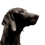 Dog,Vertebrate,Canidae,Dog breed,Mammal,Carnivore,Weimaraner,Sporting Group,Snout,Pointing breed,
