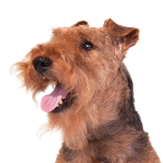 Welsh Terrier breed description, temperament and character of the Terrier from Wales, dog breed from England, dog from Wales, brown dog similar to Fox Terrier