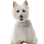 West Highland White Terrier character description and more, small white dog with STehohren from Scotland