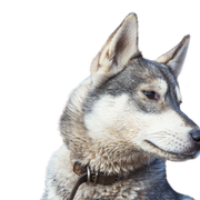 Dog similar to wolf, Husky from Russia, West Siberian Laika, Grey and white dog for hunting, Hunting dog, Dog that stands cold well, Dog with thick coat, Dog with curled tail, Prick ears in dog, Dog that loves snow, Dog similar to Husky, No beginner dog, Grey and white dog