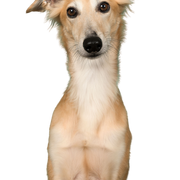 Dog,Mammal,Vertebrate,Dog breed,Canidae,Longhaired whippet,Carnivore,Whippet,Silken windhound,Companion dog,