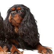 King Charles Spaniel, también conocido como English Toy Spaniel