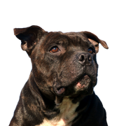 Staffordshire Bull Terrier Staffordshire Bull Terrier de raza pura marrón